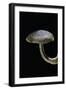 Polyporus Ciliatus (Fringed Polypore)-Paul Starosta-Framed Photographic Print