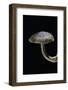 Polyporus Ciliatus (Fringed Polypore)-Paul Starosta-Framed Photographic Print