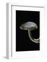 Polyporus Ciliatus (Fringed Polypore)-Paul Starosta-Framed Photographic Print