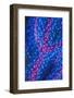 Polyps on gorgonian fan coral. West Papua, Indonesia-Georgette Douwma-Framed Photographic Print