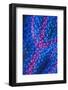 Polyps on gorgonian fan coral. West Papua, Indonesia-Georgette Douwma-Framed Photographic Print