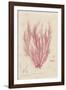 Polysiphonia-Henry Bradbury-Framed Giclee Print