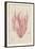 Polysiphonia-Henry Bradbury-Framed Giclee Print