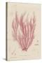 Polysiphonia-Henry Bradbury-Stretched Canvas