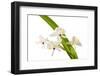 Polystachya Fallax-Fabio Petroni-Framed Photographic Print