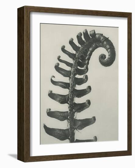 Polystichum munitum-Karl Blossfeldt-Framed Giclee Print