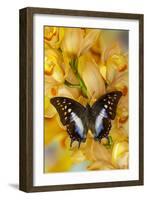 Polyura cognatus tropical butterfly on large golden cymbidium orchid-Darrell Gulin-Framed Photographic Print