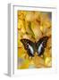 Polyura cognatus tropical butterfly on large golden cymbidium orchid-Darrell Gulin-Framed Photographic Print