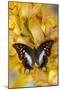 Polyura cognatus tropical butterfly on large golden cymbidium orchid-Darrell Gulin-Mounted Photographic Print