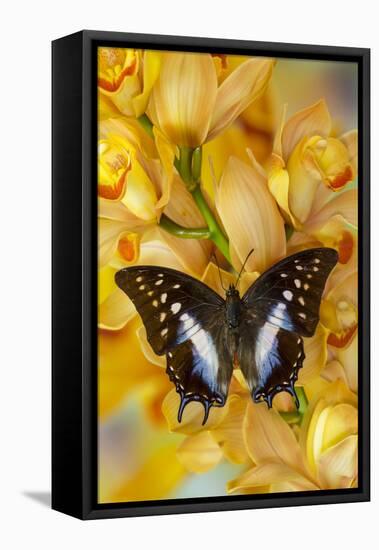 Polyura cognatus tropical butterfly on large golden cymbidium orchid-Darrell Gulin-Framed Stretched Canvas