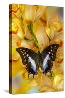 Polyura cognatus tropical butterfly on large golden cymbidium orchid-Darrell Gulin-Stretched Canvas