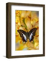 Polyura cognatus tropical butterfly on large golden cymbidium orchid-Darrell Gulin-Framed Photographic Print