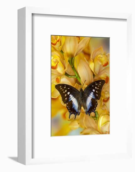 Polyura cognatus tropical butterfly on large golden cymbidium orchid-Darrell Gulin-Framed Photographic Print