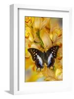 Polyura cognatus tropical butterfly on large golden cymbidium orchid-Darrell Gulin-Framed Photographic Print