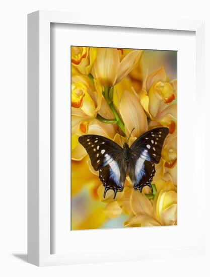 Polyura cognatus tropical butterfly on large golden cymbidium orchid-Darrell Gulin-Framed Photographic Print