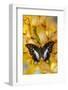 Polyura cognatus tropical butterfly on large golden cymbidium orchid-Darrell Gulin-Framed Photographic Print