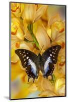 Polyura cognatus tropical butterfly on large golden cymbidium orchid-Darrell Gulin-Mounted Photographic Print