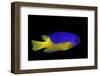 Pomacentrus Coelestis (Neon Damselfish)-Paul Starosta-Framed Photographic Print