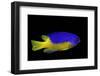 Pomacentrus Coelestis (Neon Damselfish)-Paul Starosta-Framed Photographic Print