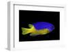 Pomacentrus Coelestis (Neon Damselfish)-Paul Starosta-Framed Photographic Print