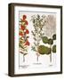 Pomegranate, 1613-Besler Basilius-Framed Giclee Print