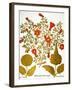 Pomegranate, 1613.-Besler Basilius-Framed Giclee Print