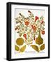 Pomegranate, 1613.-Besler Basilius-Framed Giclee Print