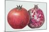 Pomegranate, 1995-Margaret Ann Eden-Mounted Giclee Print