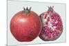 Pomegranate, 1995-Margaret Ann Eden-Mounted Giclee Print