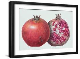 Pomegranate, 1995-Margaret Ann Eden-Framed Premium Giclee Print