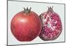 Pomegranate, 1995-Margaret Ann Eden-Mounted Premium Giclee Print