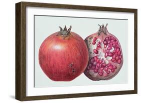 Pomegranate, 1995-Margaret Ann Eden-Framed Giclee Print