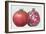 Pomegranate, 1995-Margaret Ann Eden-Framed Giclee Print