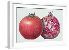 Pomegranate, 1995-Margaret Ann Eden-Framed Giclee Print