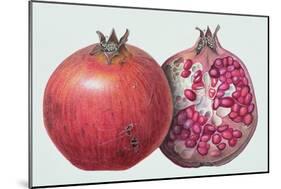 Pomegranate, 1995-Margaret Ann Eden-Mounted Giclee Print