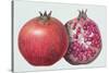 Pomegranate, 1995-Margaret Ann Eden-Stretched Canvas
