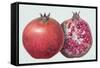 Pomegranate, 1995-Margaret Ann Eden-Framed Stretched Canvas