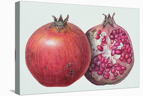 Pomegranate, 1995-Margaret Ann Eden-Stretched Canvas