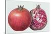 Pomegranate, 1995-Margaret Ann Eden-Stretched Canvas