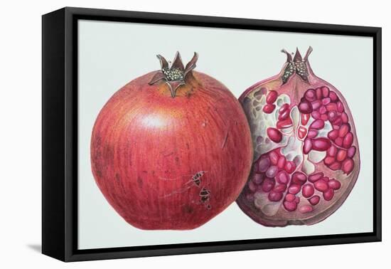Pomegranate, 1995-Margaret Ann Eden-Framed Stretched Canvas
