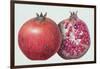 Pomegranate, 1995-Margaret Ann Eden-Framed Giclee Print