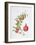 Pomegranate, 1995-Margaret Ann Eden-Framed Giclee Print