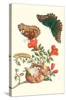Pomegranate and Butterflies-Maria Sibylla Merian-Stretched Canvas