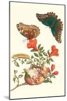 Pomegranate and Butterflies-Maria Sibylla Merian-Mounted Art Print