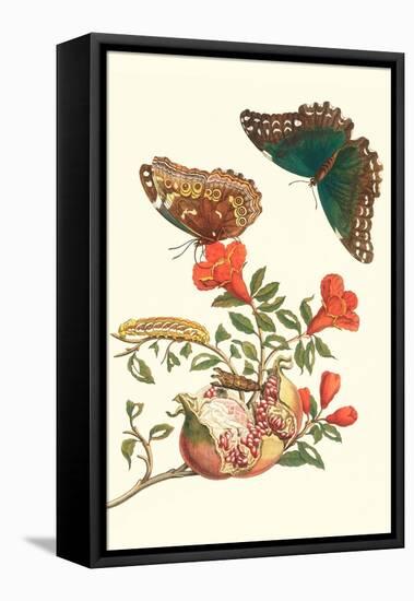 Pomegranate and Butterflies-Maria Sibylla Merian-Framed Stretched Canvas