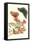 Pomegranate and Butterflies-Maria Sibylla Merian-Framed Stretched Canvas