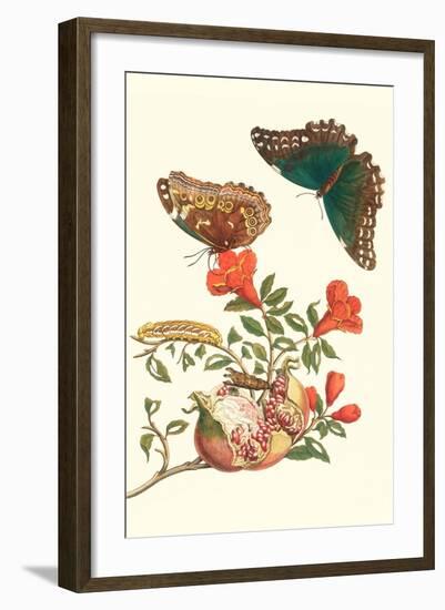 Pomegranate and Butterflies-Maria Sibylla Merian-Framed Art Print