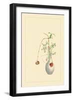 Pomegranate and Chrysanthemum-Sofu Teshigahara-Framed Art Print