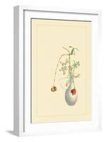 Pomegranate and Chrysanthemum-Sofu Teshigahara-Framed Art Print