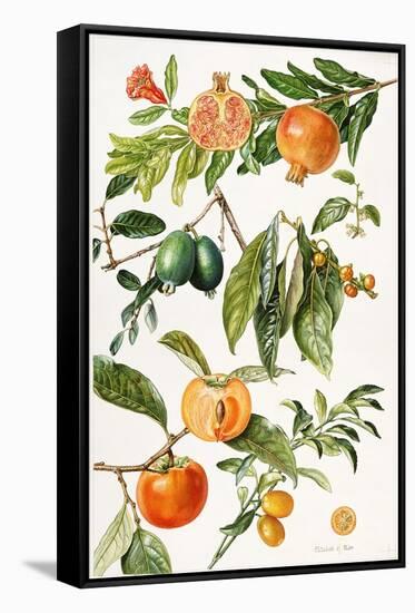 Pomegranate and Other Fruit-Elizabeth Rice-Framed Stretched Canvas